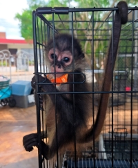 Rescata Profepa mono ara&ntilde;a en Tianguis San Roque