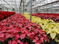 Solo dos de 16 variantes de Nochebuena se explotan comercialmente