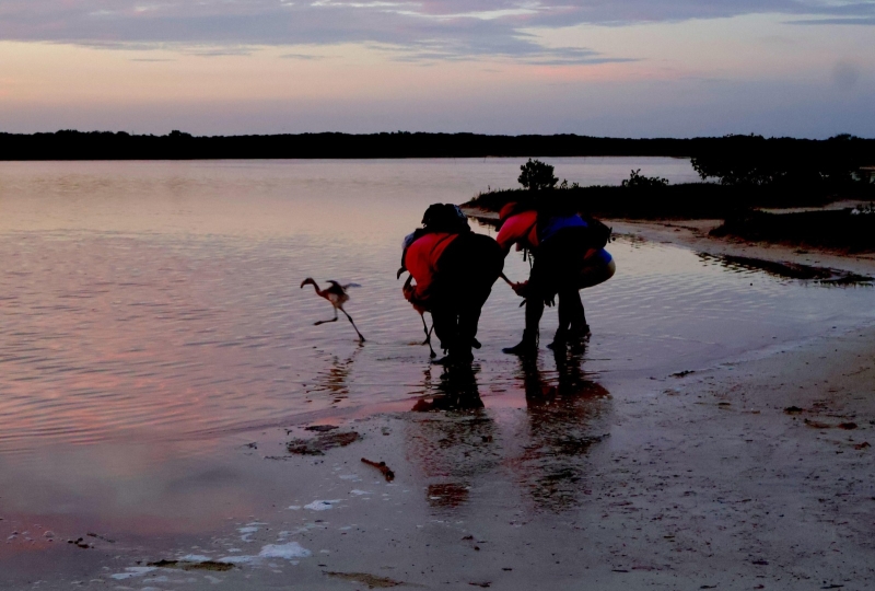 Promueven la protección del flamenco del Caribe