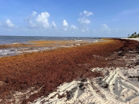 Positivos, nuevos lineamientos para disponer del sargazo: investigadoras