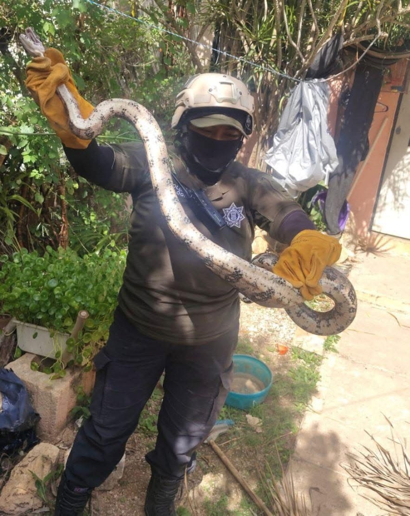 Capturan dos boas en Kanasín