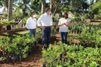 Plantar&aacute;n 10 mil &aacute;rboles m&aacute;s en la capital yucateca