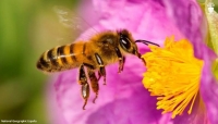 Abejas, indicadores de la salud del planeta