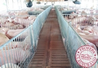 Clausuran cuatro granjas porcícolas en Yucatán