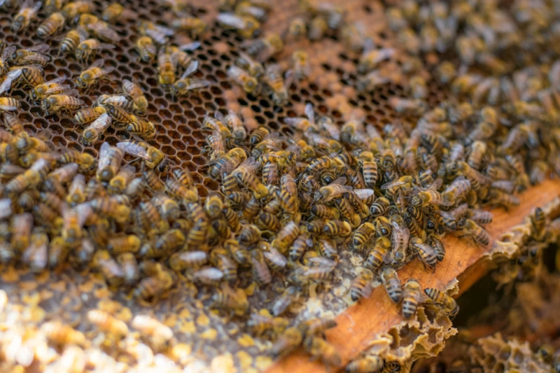 Miel mexicana ya cuenta con control de calidad
