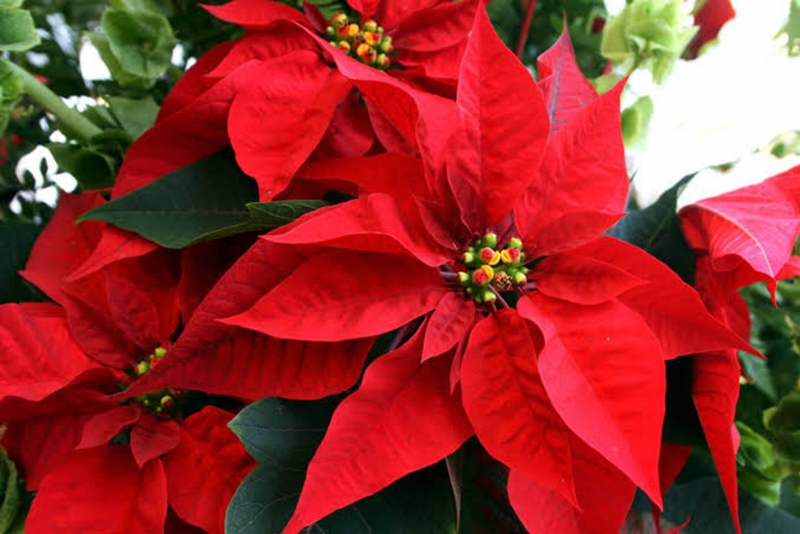 Flor de Nochebuena, símbolo de festividades decembrinas